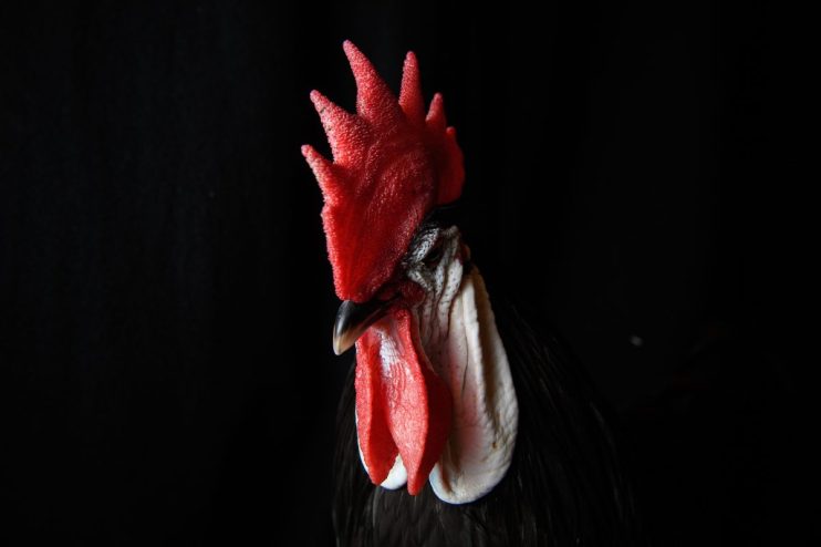 TELFORD, ENGLAND - NOVEMBER 20: A Spanish White Face is seen at the National Poultry Show on November 20, 2016 in Telford, England. The annual event continues to grow with around 7000 entries this year from all around the world. (Photo by Leon Neal/Getty Images)