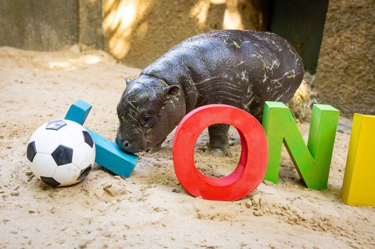 Zoo Berlin's Toni the pygmy hippo is named after Antonio Rudiger, the Real Madrid, Germany and former Chelsea footballer