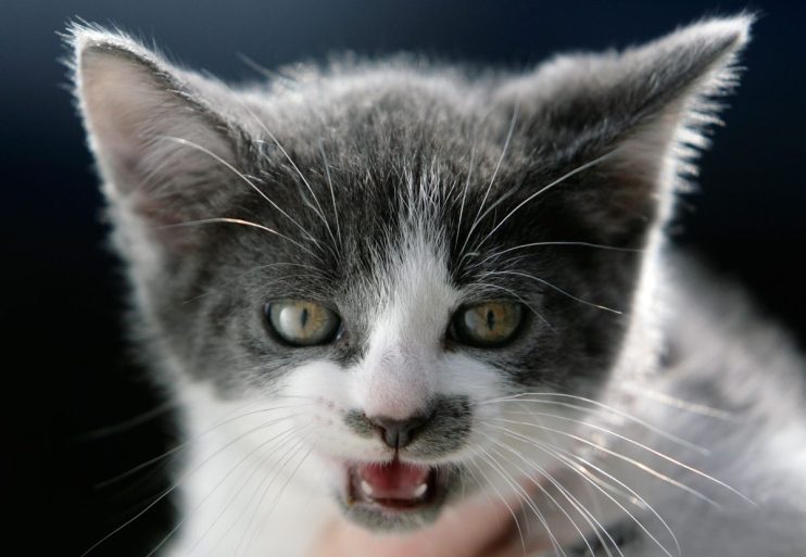 BIRMINGHAM, UNITED KINGDOM - APRIL 04: 'Boggles' a stray kitten is one of the lucky animals at the Barnes Hill RSPCA Animal Rescue Centre, who has been found a caring home on April 4, 2007 in Birmingham, England. The Animal Welfare Act becomes law on Friday is being highlighted by the RSPCA. The act imposes a duty of care for pets and animals on owners and includes fines of up to GBP20,000 and jail terms of up to a year for cruelty. The new law includes making sure that animals are fed, housed and protected from pain, suffering, injury and disease. (Photo by Christopher Furlong/Getty Images)