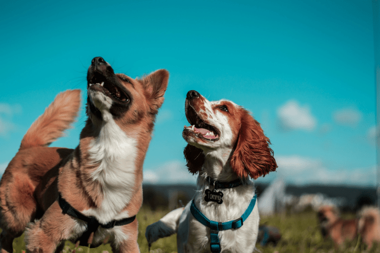 Pets at Home shares surged more than 14 per cent this morning