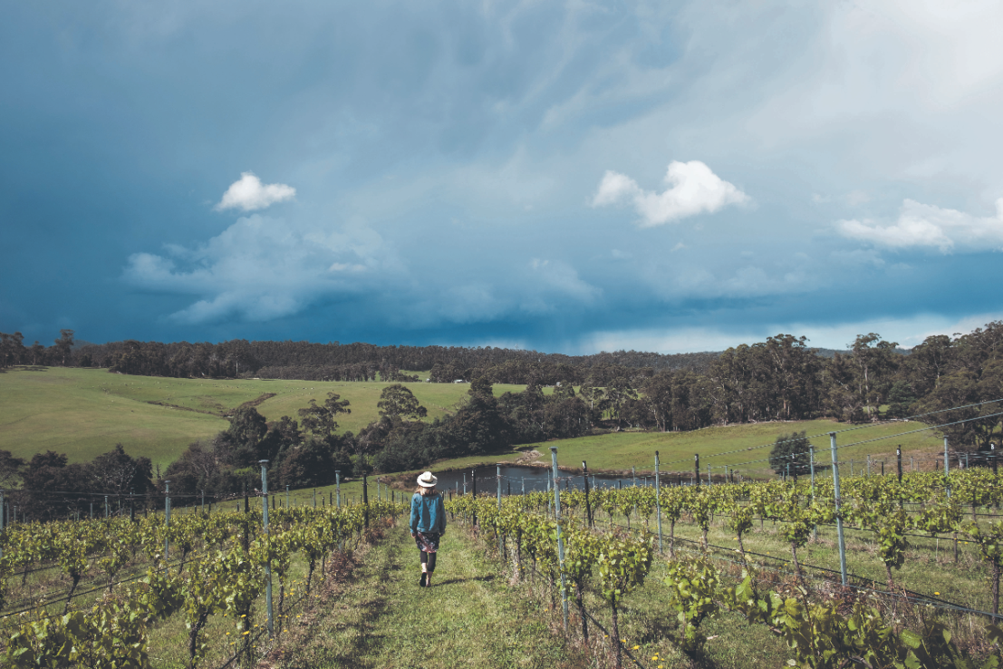 Why Tasmania is an overlooked Australian wine destination