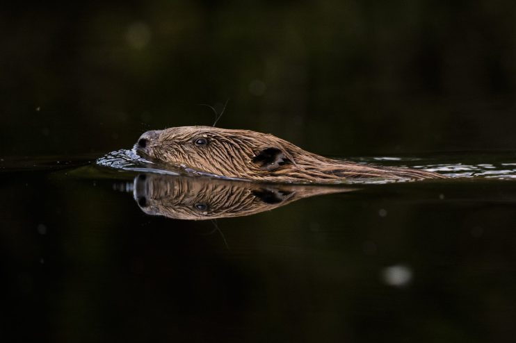 KENT, ENGLAND - JULY 20: A beaver swims along a river on July 20, 2023 in Kent, England. The re-introduction of beavers into managed estates and private land across the UK has gathered momentum over the last few years. In 2002, two beaver families were released into a contained colony at Ham Fen nature reserve in Kent. Subsequent flooding of the reserve led to their escape and combination of these escapees and rumoured ‘illegal’ beaver releases into the river systems has led to an established population that now live in the river Stour catchment area. Proponents of re-wilding projects have welcomed the beavers pointing to the environmental benefits, but the trend is concerning farmers who worry about the negative impacts the animals could have on their land. Beavers shape their environment, felling trees which opens woodland canopy, increasing biodiversity, but they can also be damaging if the wrong trees are felled. As well as building lodges across rivers beavers also burrow into riverbanks with the entrances submerged, digging upwards into the bank creating chambers above water level along the side of riverbanks, often under farmers’ fields. There have been instances of farm machinery falling through fields into burrows that can lie just under the surface. Assessing and managing these conflicting views is the East Kent Beaver Advisory Group, (EKBAG). Following meetings with farmers the results of a census to ascertain beaver numbers on the Stour and the suitability of where their habitats are located, are being collated. The animals gained legal protection in the UK in October 2022, however ministers and MPs, including MP Sir Robert Goodwill, chair of DEFRA, have been urged to review their protected status in England. Mr Goodwill is calling for something similar to the 'German model' which would allow local communities to control beavers without unnecessary bureaucracy. (Photo by Dan Kitwood/Getty Images)