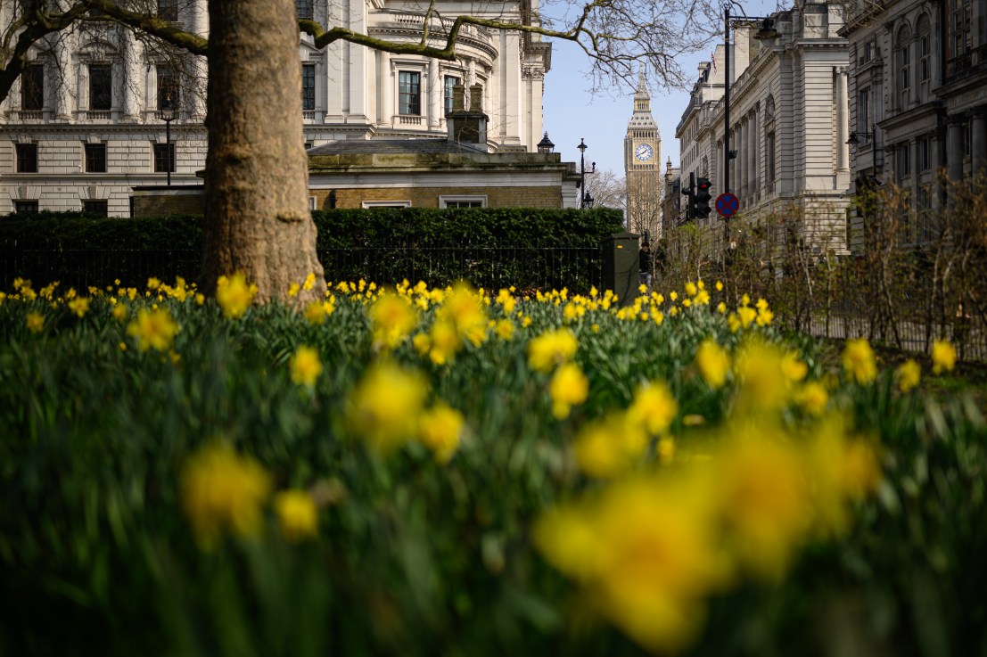 LONDON, ENGLAND - MARCH 24: The Elizabeth Tower, commonly referred to as Big Ben, is seen beyond a patch of blooming daffodils on March 24, 2025 in London, England. Chancellor Rachel Reeves if expected to unveil more than £2bn in spending cuts across Whitehall government departments when she presents her Spring Statement on Wednesday. Reeves has said the cuts to the civil service will be aimed at back office administrative roles, resulting in a staff reduction of up to 10,000, and fifteen percent savings in government running costs by the end of the decade. (Photo by Leon Neal/Getty Images)