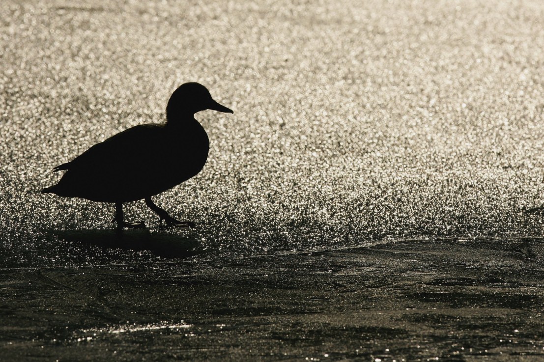 A dark threat waddles through the Square Mile