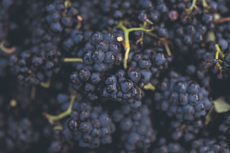 Libby's Naked Wines diary this week looks at the best bottles for Earth Day