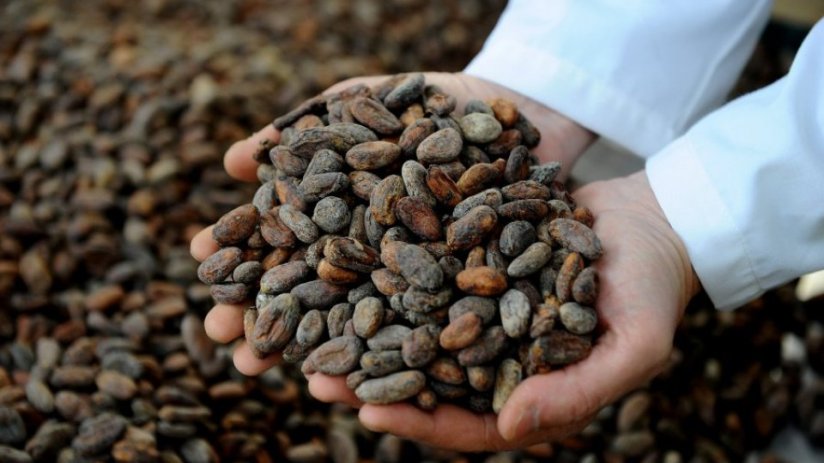 The price of cocoa remains at a 45-year high with no immediate solution in sight